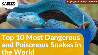 Top 10 most dangerous and poisonnous snakes in the world.