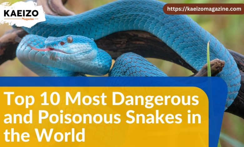 Top 10 most dangerous and poisonnous snakes in the world.
