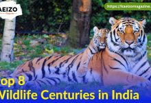 Top 8 wildlife centuries in India.