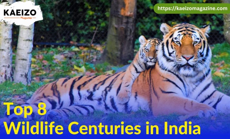 Top 8 wildlife centuries in India.