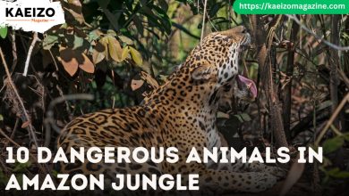 10 Dangerous Animals In Amazon Jungle