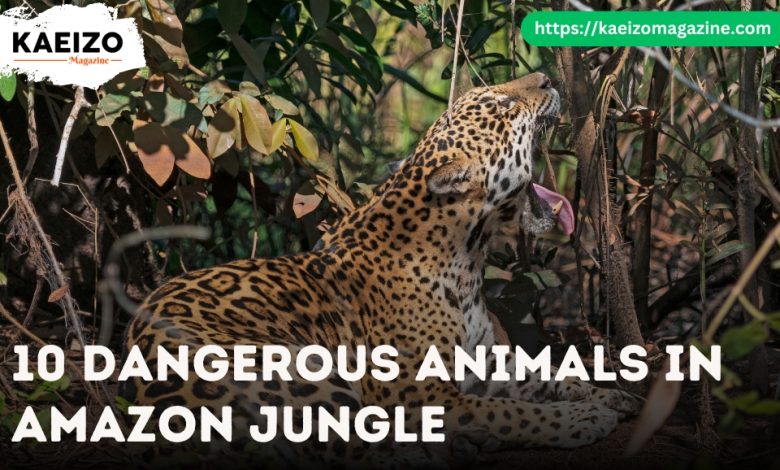 10 Dangerous Animals In Amazon Jungle