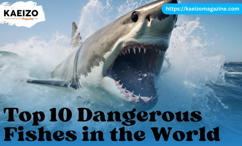Top 10 Dnagerous Fishes In The World.