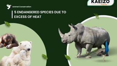 5 Endangered species due to Excess of heat